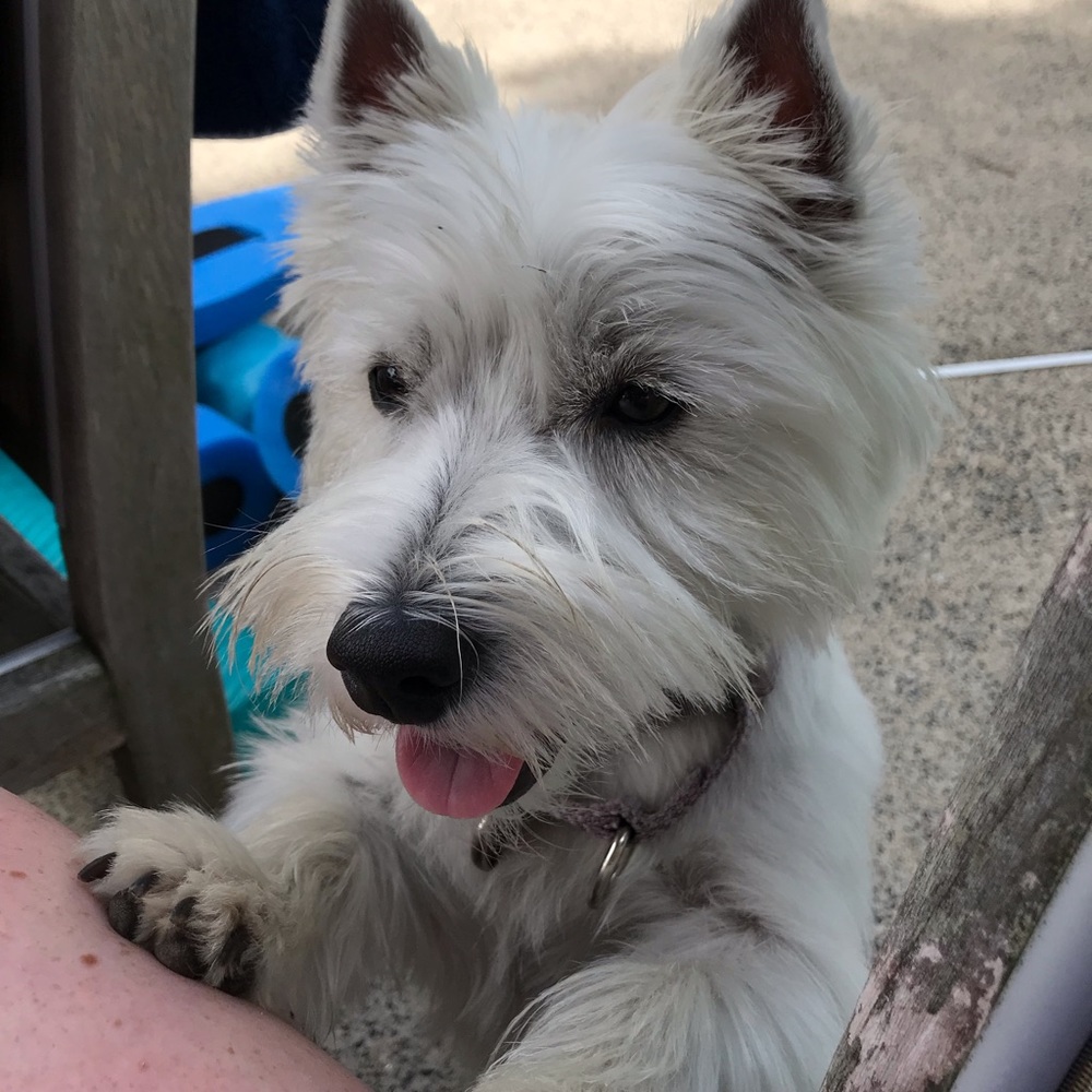 Meet your Posher, Lizzie